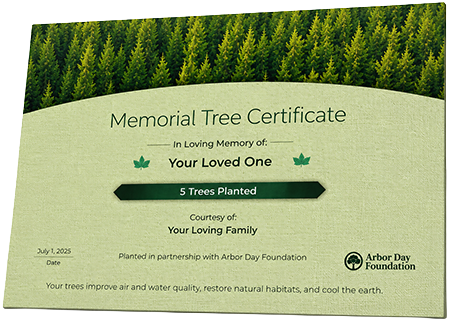 Plant Trees in Memory of Master Kingston Elijah Badelle